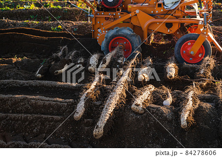 長いもの収獲　山形村 84278606
