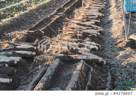 長いもの収獲　山形村 84278607