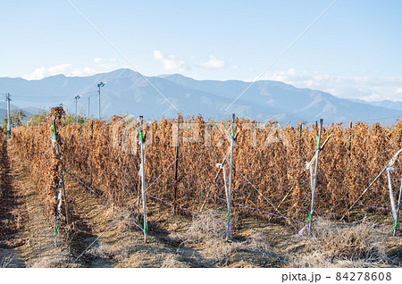 秋の長いも畑と北アルプス 84278608