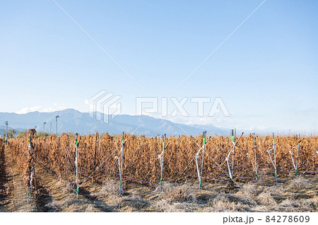秋の長いも畑と北アルプス 84278609
