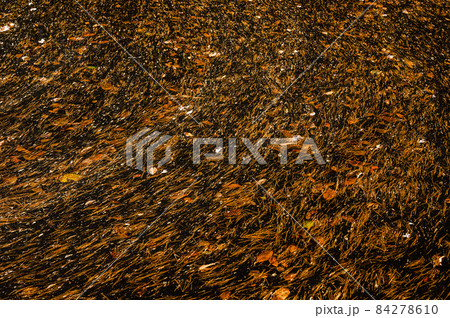 透明な水の中の落ち葉 84278610