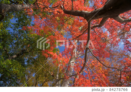 水上・藤原ダム紅葉 84278766