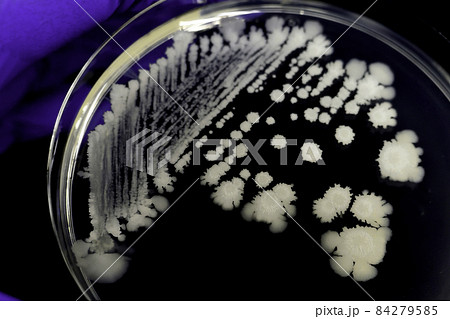 微生物（納豆菌）の培養 84279585