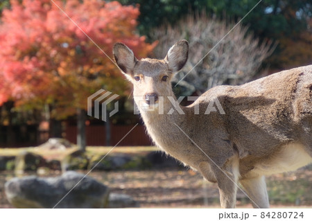 奈良公園の紅葉と鹿 84280724