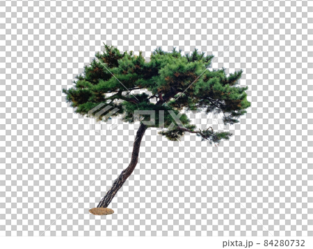 樹 樹 84280732