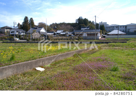美作国分寺 伽藍跡と菜の花と現在の寺院の風景 岡山県津山市 美作国分寺 伽藍跡と菜の花と現在の寺院の風景 岡山県津山市 84280751