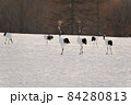 丹頂鶴の求愛 84280813