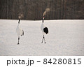 丹頂鶴の求愛 84280815