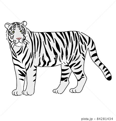 How to Draw a Tiger  YouTube
