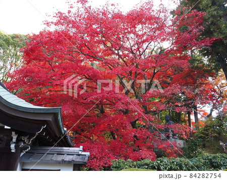 京都 栄摂院の紅葉 京都 栄摂院の紅葉 84282754