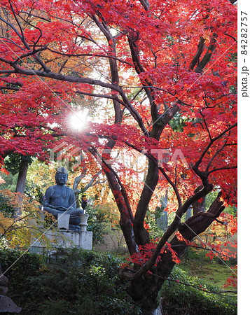 京都　栄摂院の紅葉 84282757