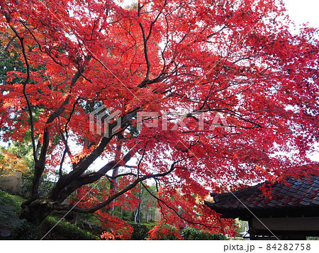 京都 栄摂院の紅葉 京都 栄摂院の紅葉 84282758