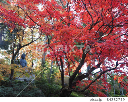 京都　栄摂院の紅葉 84282759