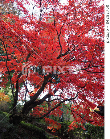 京都　栄摂院の紅葉 84282760