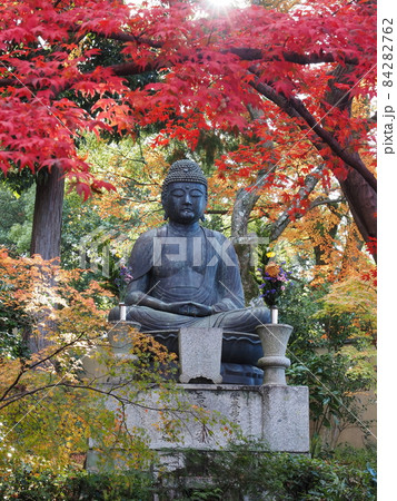 京都　栄摂院の紅葉 84282762
