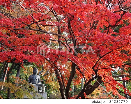 京都 栄摂院の紅葉 京都 栄摂院の紅葉 84282770