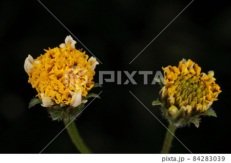 自然　植物　アイノコセンダングサ、外側の筒状花の内数個の花が白色で大きくなります 84283039