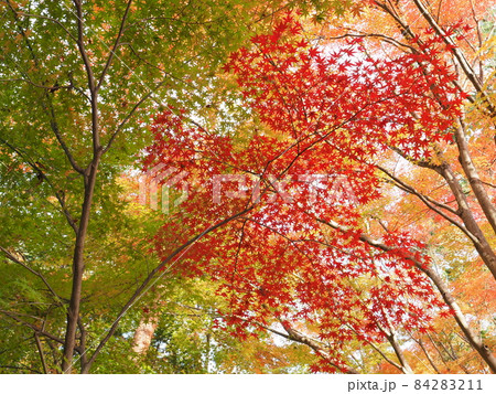 京都　南禅寺の紅葉 84283211