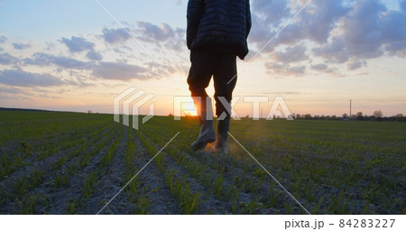 Farmer walks through a young wheat green field during sunset. Bottom view of a man walking in rubber boots in a farmer's field at sunset. Human walking on agriculture field 84283227