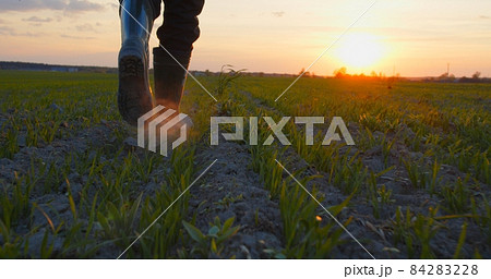 Farmer walks through a young wheat green field during sunset. Bottom view of a man walking in rubber boots in a farmer's field at sunset. Human walking on agriculture field 84283228