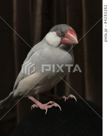 眠る文鳥2 84283262