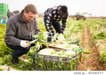 Farmers putting harvested frisee in boxes 84284477