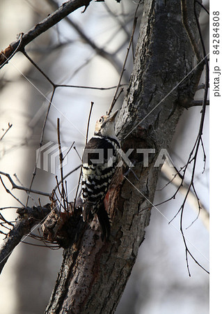 オオアカゲラ 大赤啄木鳥 エゾオオアカゲラ アカゲラ 北海道野鳥 オオアカゲラ 大赤啄木鳥 エゾオオアカゲラ アカゲラ 北海道野鳥 84284808
