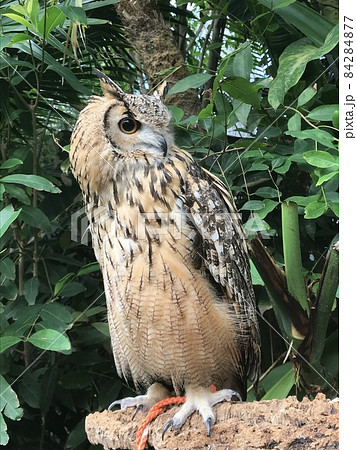 フクロウの横顔2 フクロウの横顔2 84284877