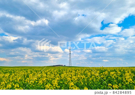 A blooming yellow field of rapeseed against a blue sky. A blooming yellow field of rapeseed against a blue sky. 84284895