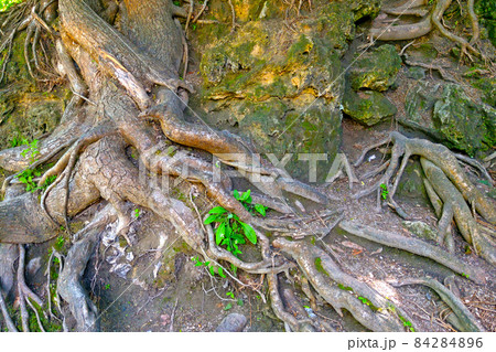 Large large tree roots stick out of the ground. Large large tree roots stick out of the ground. 84284896