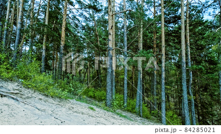 Pine forest in the spring before nightfall. Wild green coniferous forest in the European part of the planet. 84285021