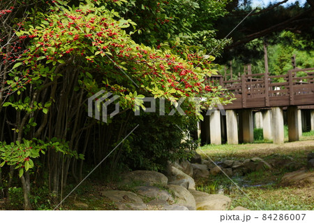 カンボク 青い樹木園 風景 84286007