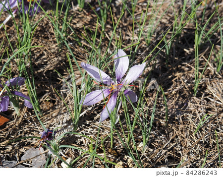 サフラン サフラン 84286243