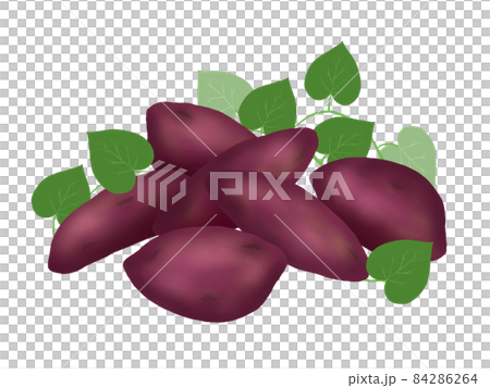 收穫的紅薯的插圖 84286264