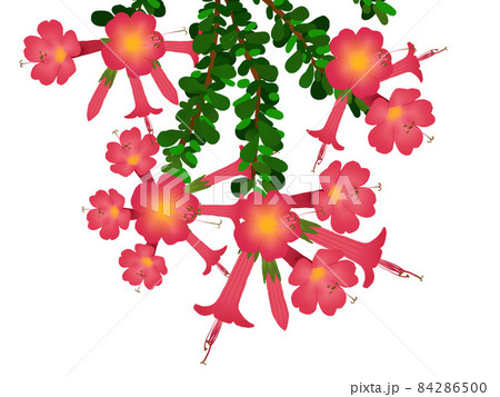 カントゥータの花のイラスト 84286500