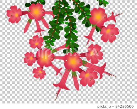 カントゥータの花のイラスト 84286500