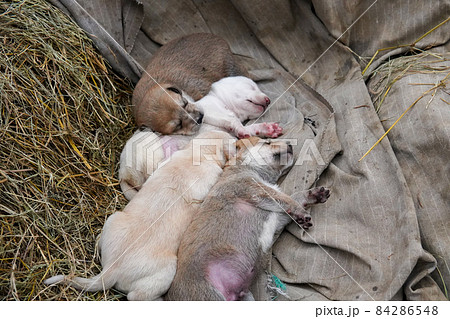 sleeping stray puppies (野良犬) sleeping stray puppies (野良犬) 84286548