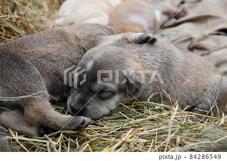 sleeping stray puppy (野良犬) 84286549