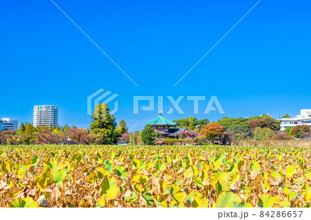 東京　上野公園　秋の不忍池 84286657