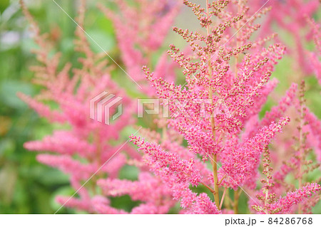 庭に咲くアスチルベの花 84286768