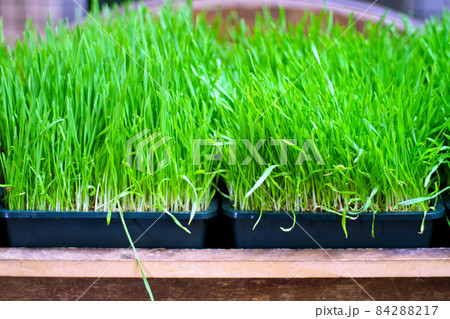 Wheat grass Wheat grass 84288217