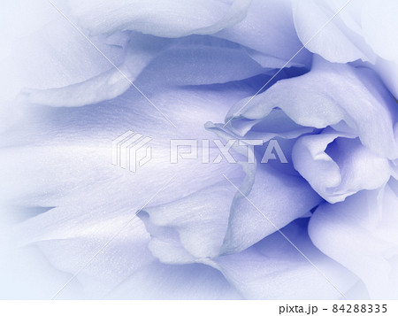 Floral white-purple background.. Flower petals close-up. Nature. Floral white-purple background.. Flower petals close-up. Nature. 84288335