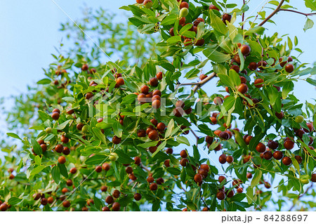 Chinese date, ziziphus jujuba, commonly called jujube, red date. Hanging on a branch, harvest 84288697