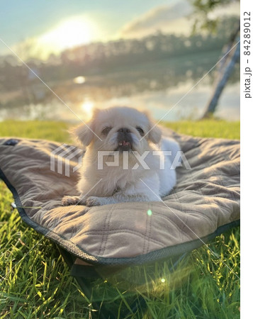 外でくつろぐ犬 84289012