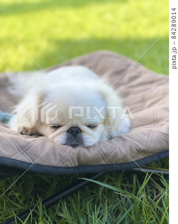 外でくつろぐ犬 84289014