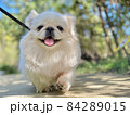 お散歩する犬 84289015