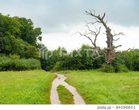 Double path and solitar tree. Park in Lednice, South Moravia 84290651