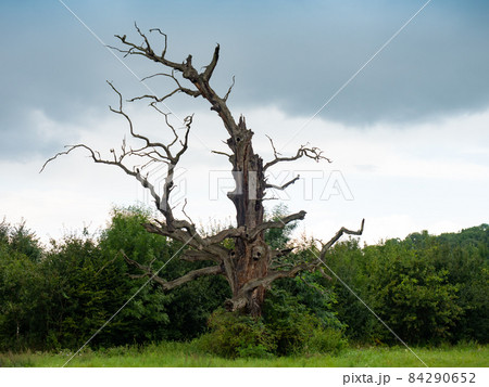Dry bent solitai tree.The solitar tree. Park in Lednice Dry bent solitai tree.The solitar tree. Park in Lednice 84290652