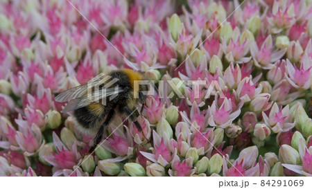 Bumblebee sits on an autumn garden inflorescence of white-pink color and collects pollen and nectar from the flower. Crassulaceae autumn. Bumblebee sits on an autumn garden inflorescence of white-pink color and collects pollen and nectar from the flower. Crassulaceae autumn. 84291069