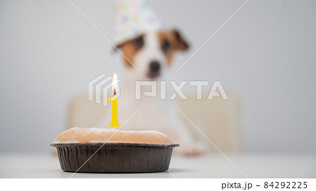A cute dog in a festive cap sits in front of a cake with a burning candle number one. Jack russell terrier is celebrating his birthday 84292225